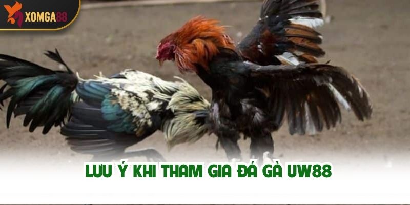 Lưu ý khi tham gia Đá Gà UW88