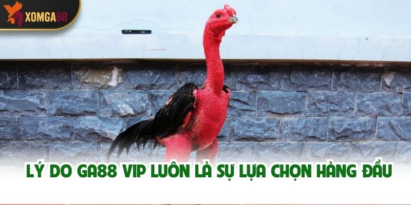 Review GA88 VIP - Nền Tảng Cá Cược Đá Gà Trực Tuyến Hàng Đầu