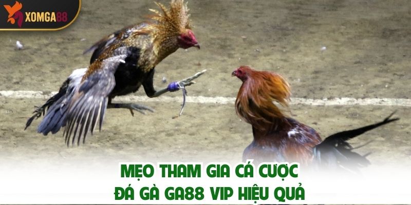 Mẹo Tham Gia Cá Cược Đá Gà GA88 VIP Hiệu Quả
