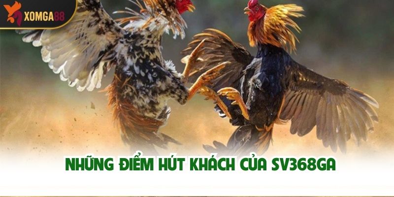 Những Điểm Hút Khách Của SV368GA
