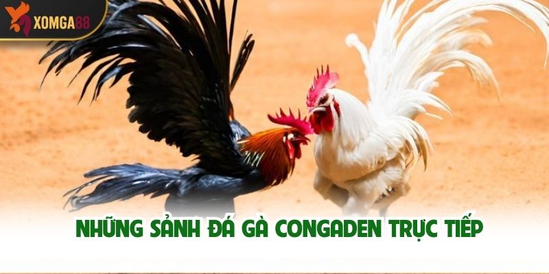 Những Sảnh Đá Gà ConGaDen Trực Tiếp