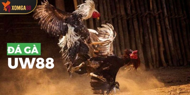 Review Đá Gà UW88 - Phát sóng trận đấu kịch tính và nhiều cơ hội thắng lớn