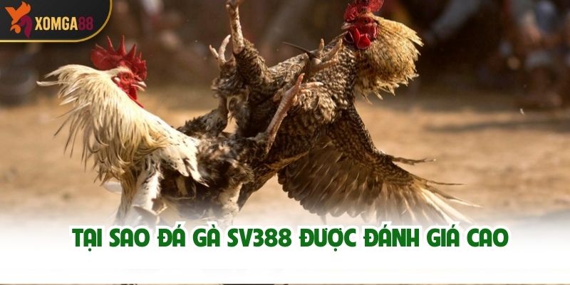Tại Sao Đá Gà SV388 Được Đánh Giá Cao