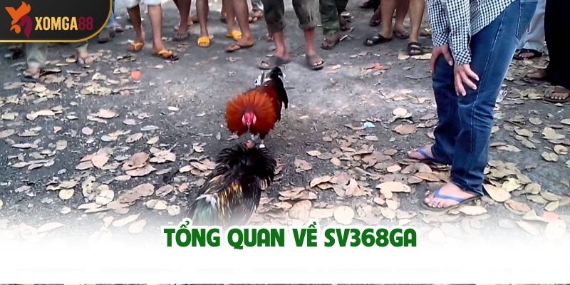 Giới Thiệu Đá Gà SV368GA - Danh Mục Cá Cược Đỉnh Cao, Thưởng Lớn
